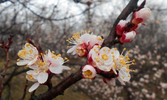 Весенний Днепр: в городе цветут абрикосы