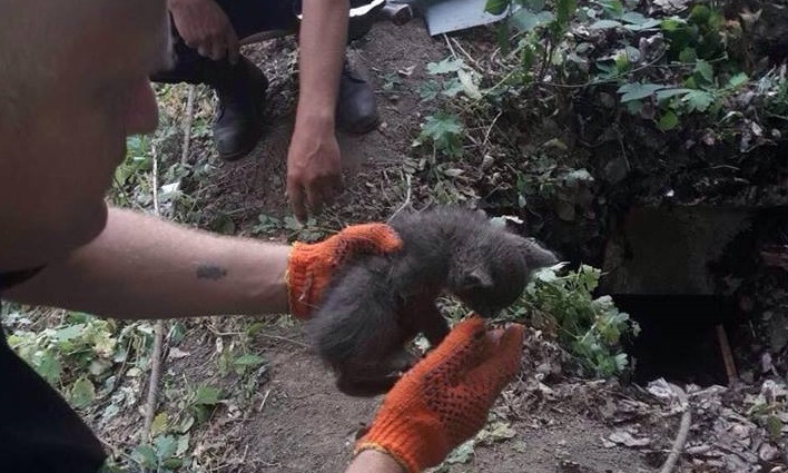 В Днепре спасатели вытащили котенка из погреба 