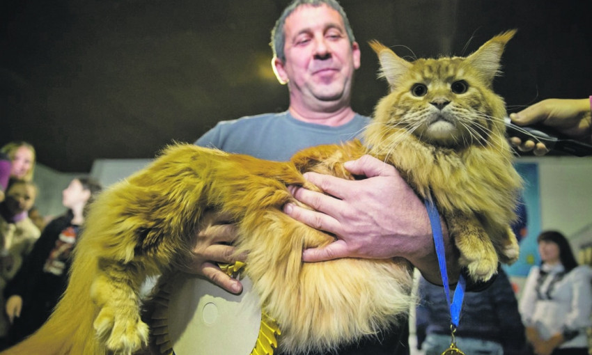 В Днепре живет самый огромный кот Украины 