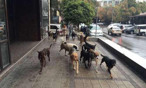Бродячие собаки терроризируют центр Днепра 