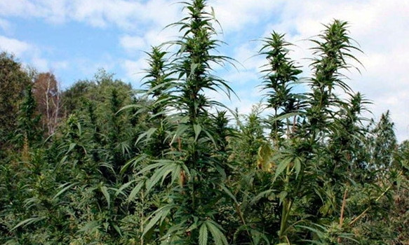 На Днепропетровщине парень вырастил плантацию марихуаны 