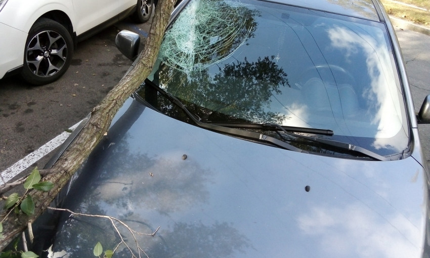 Древопад в Днепре: на припаркованный Mitsubishi упала большая ветка