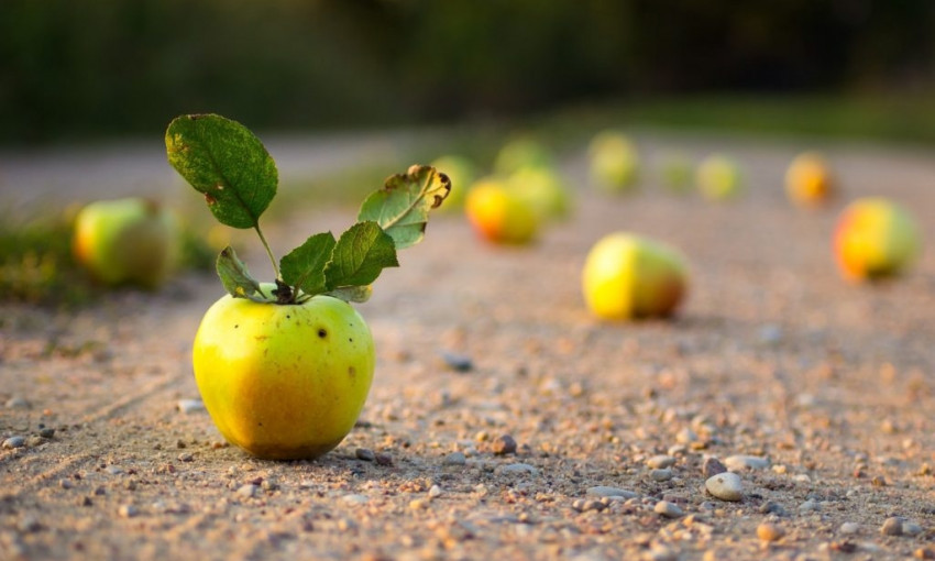 На Днепропетровщине ямы на дорогах латают яблоками 