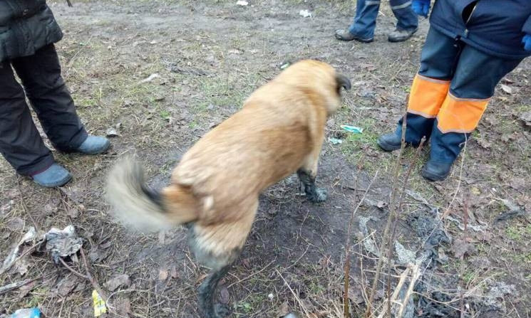 В Днепре сотрудники ГСЧС вытаскивали собаку из заброшенного погреба