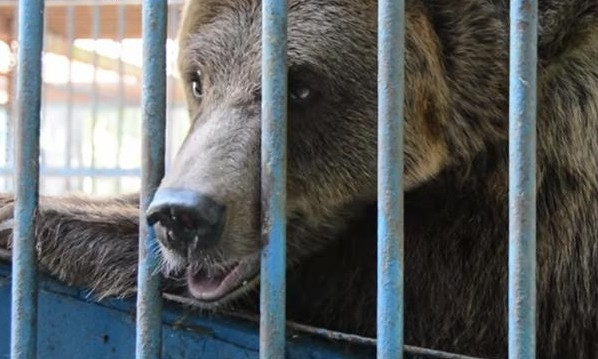 Днепровский зоопарк закрыт "наполовину" 