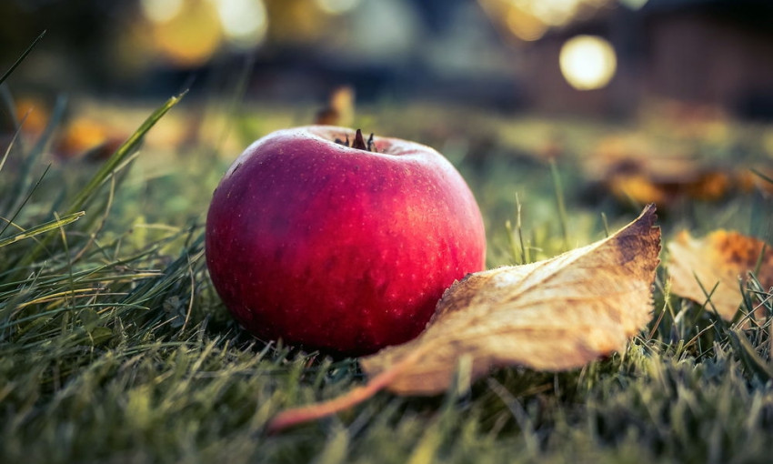 На Днепропетровщине садоводы не хотят убирать яблоки