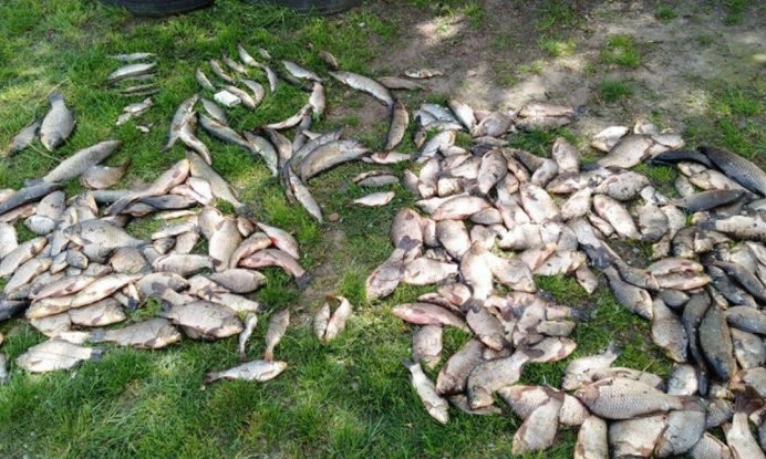 На Днепропетровщине браконьеры глушили рыбу током 