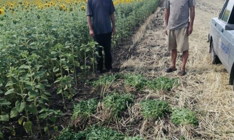 На Днепропетровщине фермер прятал марихуану среди подсолнечника