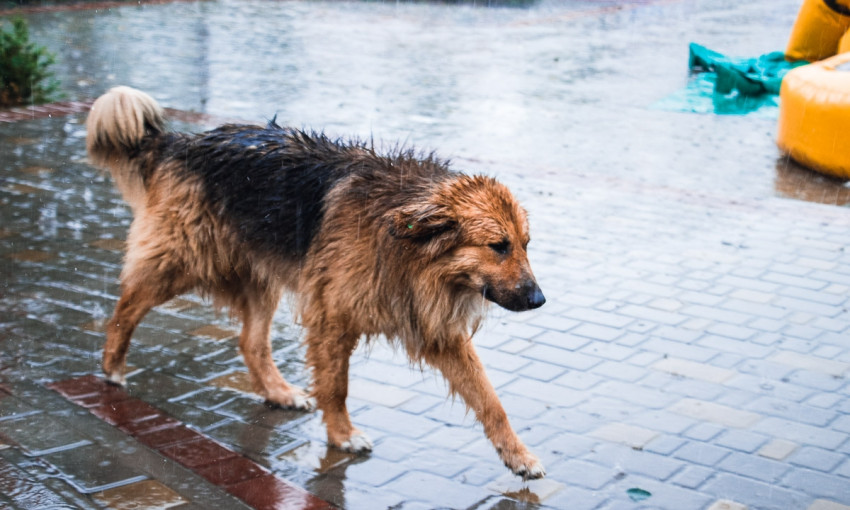 Мокрый Днепр: город заливает летними дождями 