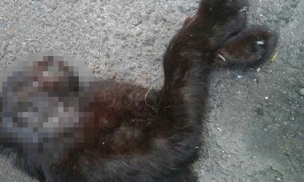 На Днепропетровщине живодеры убили пятерых котят