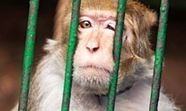 Зоопарк Днепра закроют в октябре 