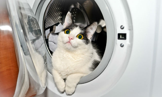 ЧП в Днепре: хозяева постирали кошку в стиральной машинке