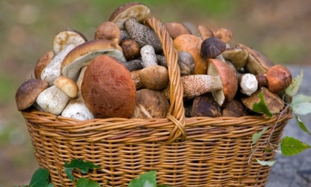 Медики не рекомендуют собирать грибы на Днепропетровщине 