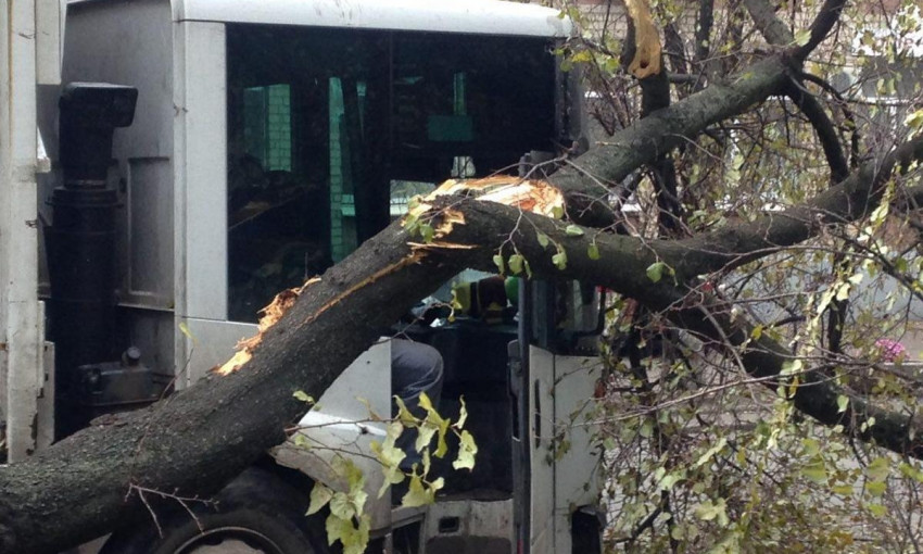 Древопад в Днепре: дерево упало на мусоровоз