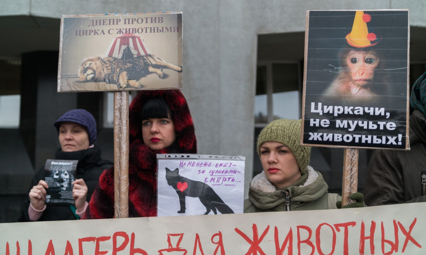  Зоозащитники Днепра просят отменить выступления животных в цирках