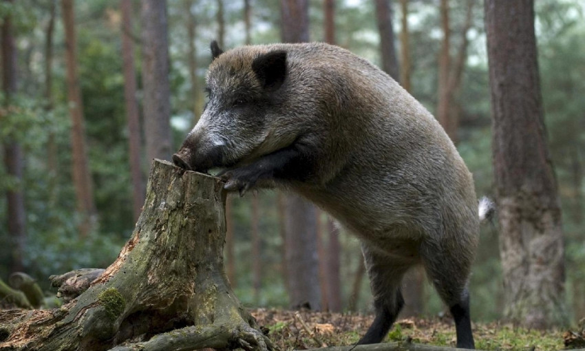 На Днепропетровщине уничтожают лесных животных