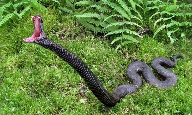 Жители Игрени обнаружили под калиткой дома большую змею