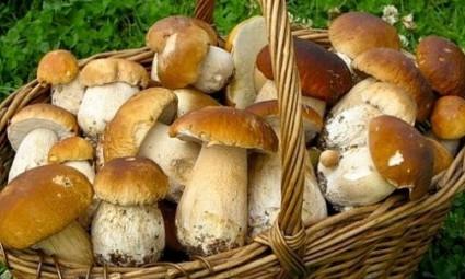 Жительница Днепропетровщины отравилась грибами