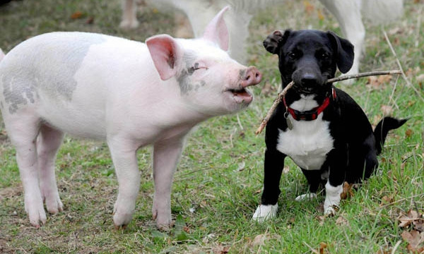 На Днепропетровщине разрешили свинину и запретили собак 