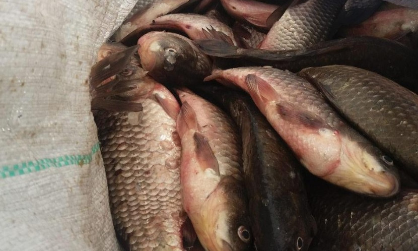 На Днепропетровщине в автомобиле нашли незаконно выловленную рыбу