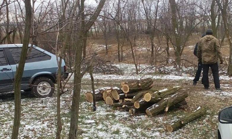 На Днепропетровщине нелегальные дровосеки уничтожают лесополосы