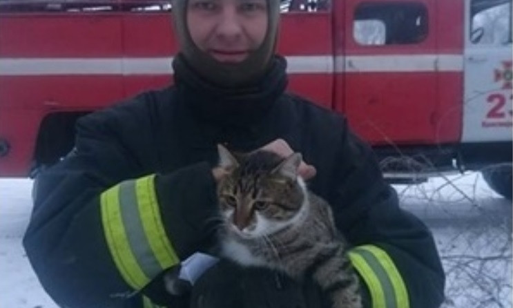 На Днепропетровщине сотрудники ГСЧС спасли кота