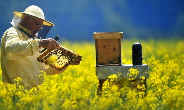 Сладкий бизнес: пчеловодов Днепропетровщины выведут на европейский рынок 