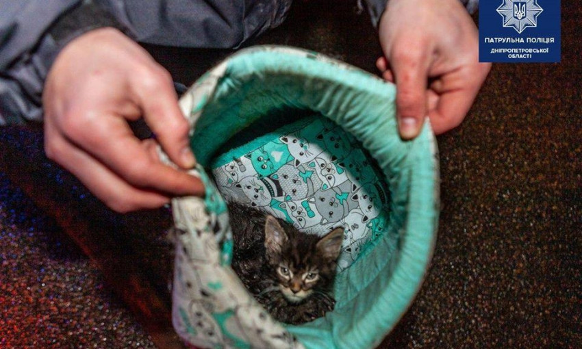 ДТП в Днепре: выжили только котята (ФОТО, ВИДЕО)