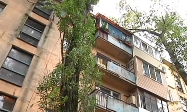 Жители Днепра боятся аварийных деревьев 