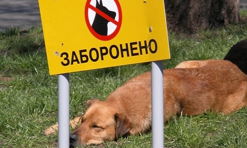 В Днепре предлагают запретить выгул собак 