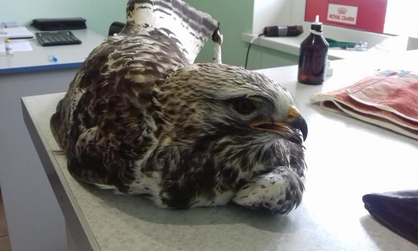 В Днепре ветеринарам принесли орла-курганника с огнестрельной раной 