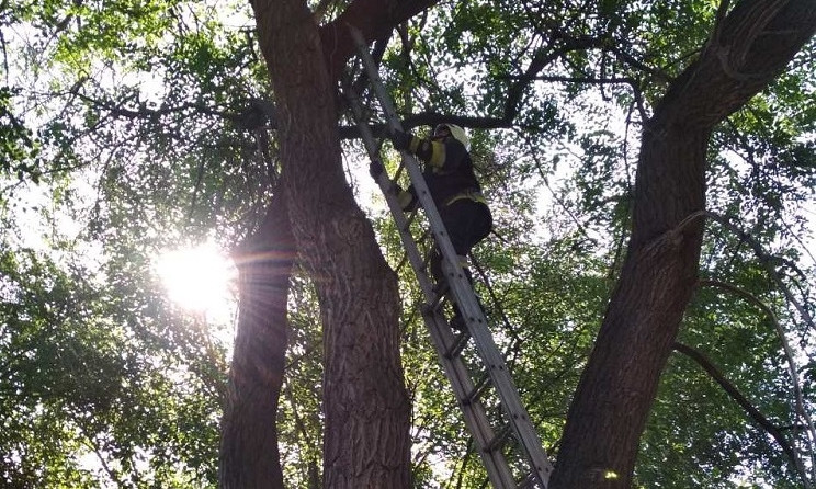 В Днепре спасатели снимали с дерева кота 