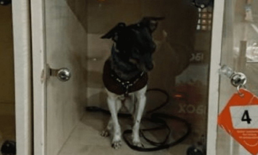 В Днепре хозяин оставил собаку в камере хранения 