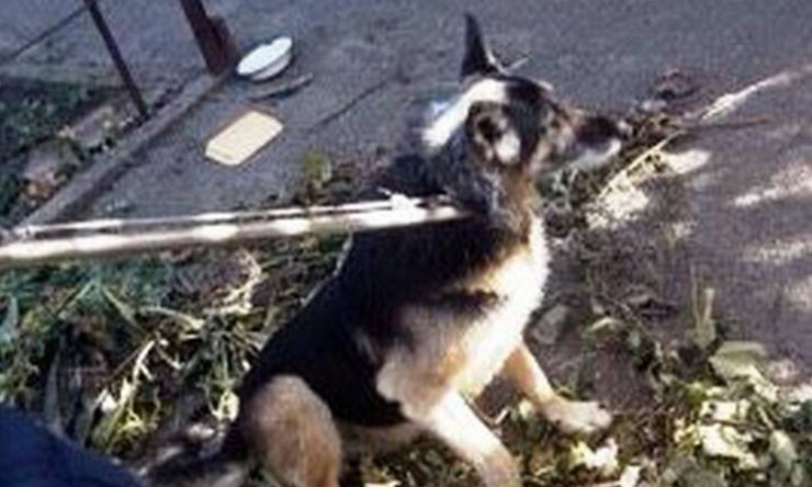 В Днепре сотрудники ГСЧС спасли собаку 