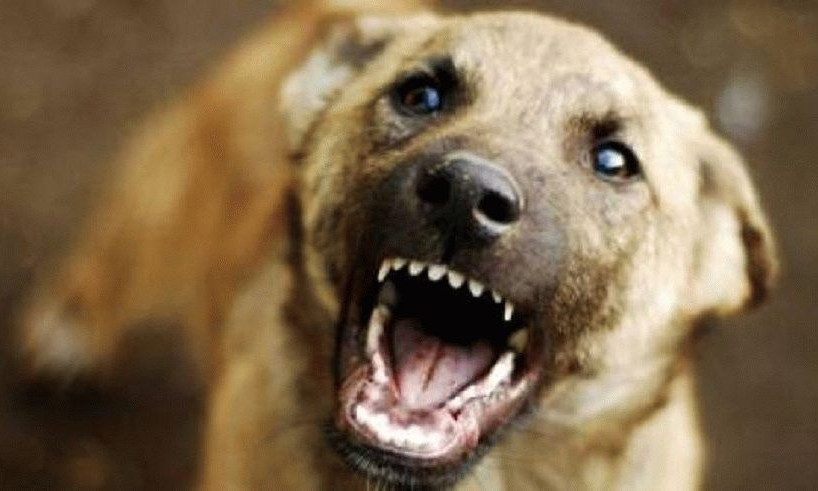 На жителей Днепропетровщины нападают бездомные собаки 