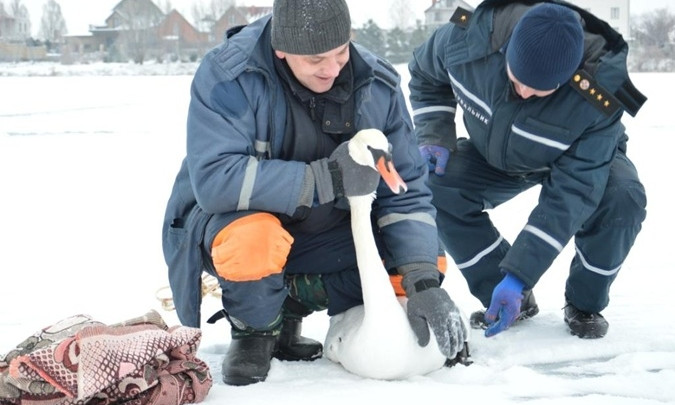 Спасатели Днепра спасли раненого лебедя 