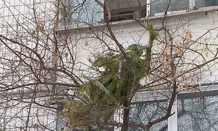 Ленивый Днепр: горожане выбрасывают елки из окна