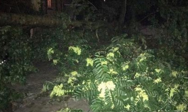 Древопад на Днепропетровщине: упавшее дерево травмировало мужчину 