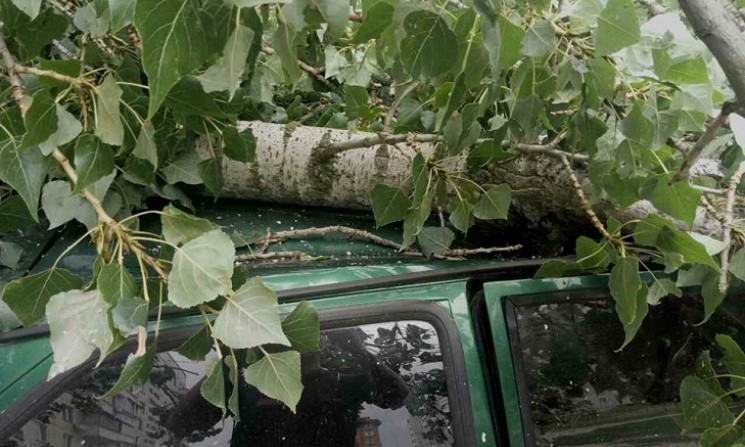 На Днепропетровщине деревья падают на автомобили 