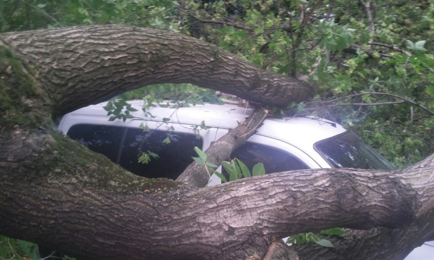 Из-за урагана в Днепре дерево упало на автомобиль 