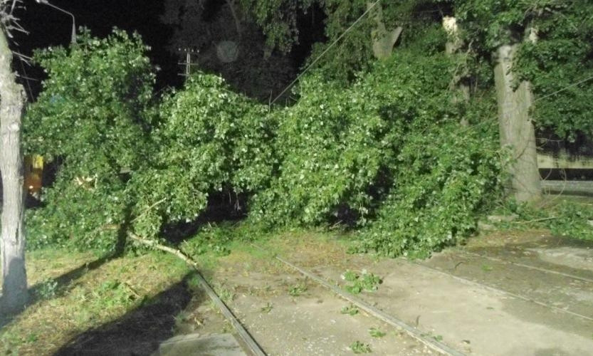 ЧП на Днепропетровщине: из-за древопада оборвало провода 