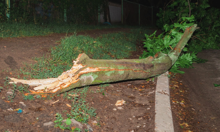 Древопад в Днепре: аварийная ветка упала возле детского садика 