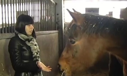 Жители Днепропетровщины обеспокоены здоровьем лошадей 