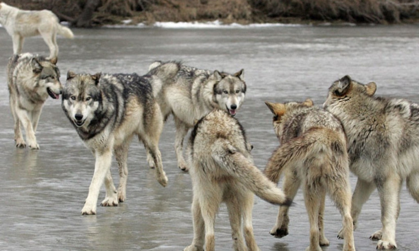 На Днепропетровщину бегут волки из Донецкой области 