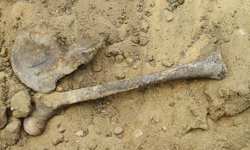 Страшная находка: на Днепропетровщине случайно нашли человеческие останки