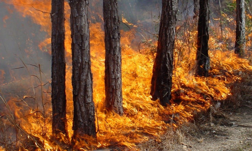 На Днепропетровщине зафиксировали лесной пожар