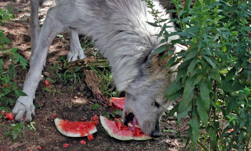На Днепропетровщине волки устраивают набеги на арбузные поля 