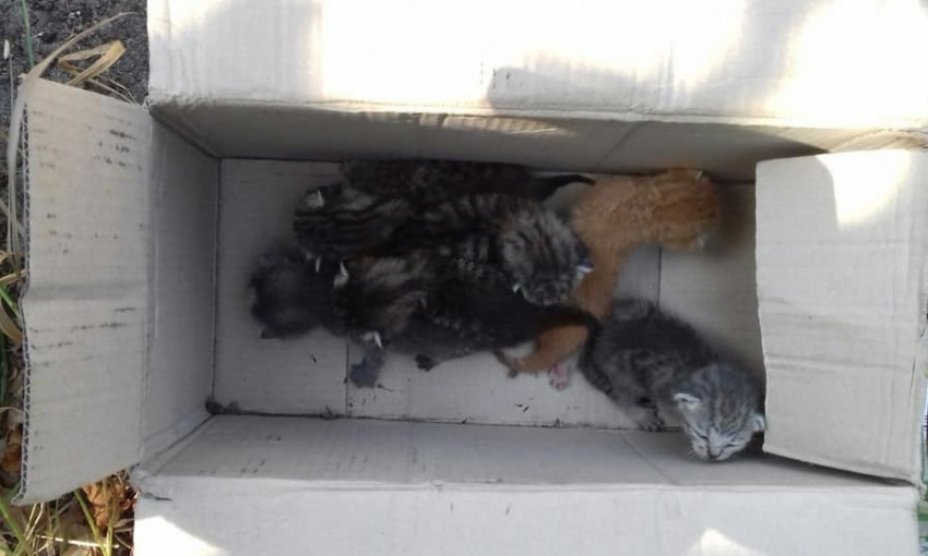 В Днепре коробку с котятами забросили на крышу дома 