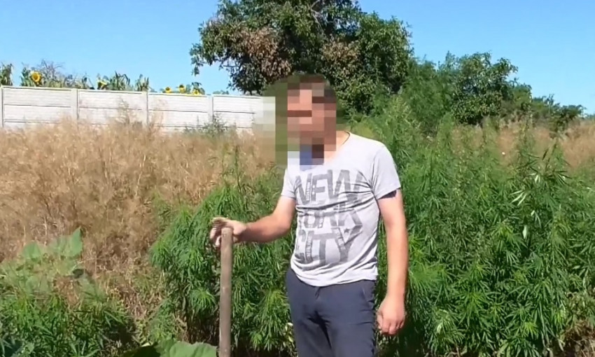 Житель Днепропетровщины вырастил 686 кустов конопли