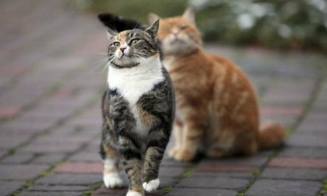 Коты в законе: на Днепропетровщине защищают кошачьи права